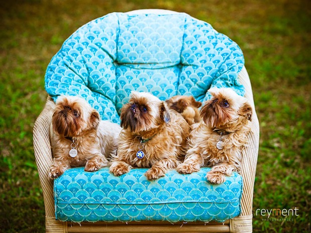 Dogs on chair 01.jpg